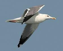 Lesser Black-backed Gull