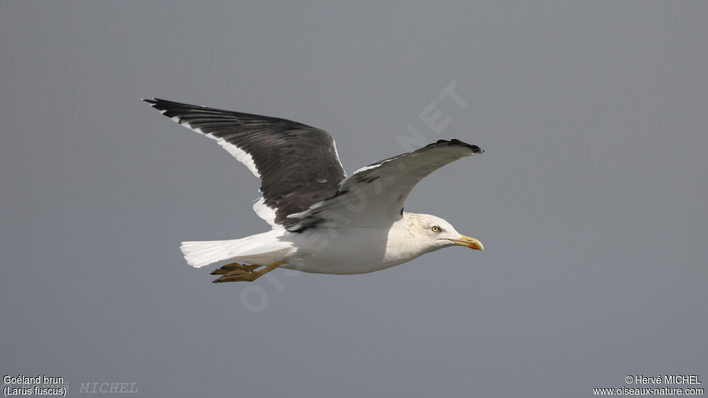 Lesser Black-backed Gull