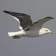 Lesser Black-backed Gull