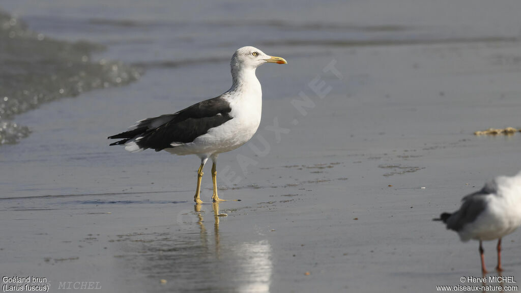 Lesser Black-backed Gull