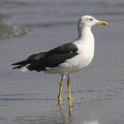 Lesser Black-backed Gull