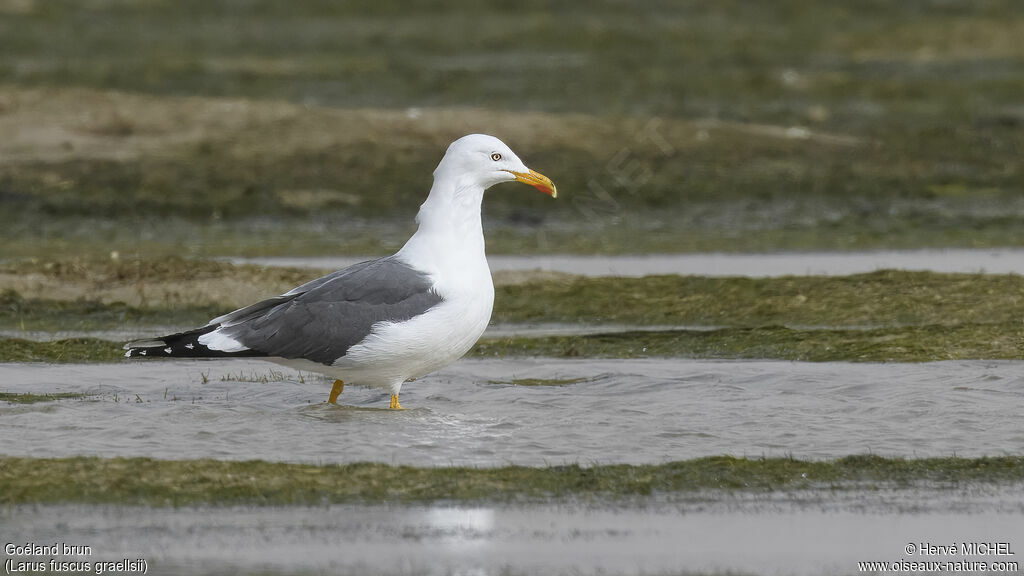 Lesser Black-backed Gulladult breeding