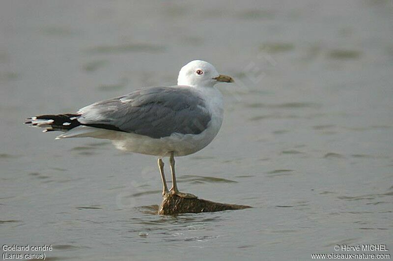 Common Gull