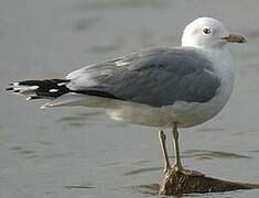 Mew Gull