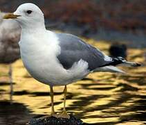 Mew Gull