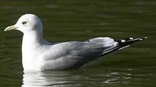 Common Gull