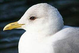 Mew Gull