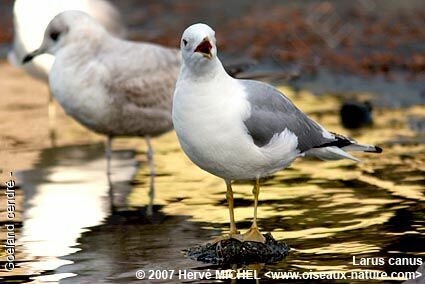 Common Gulladult breeding