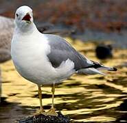 Common Gull