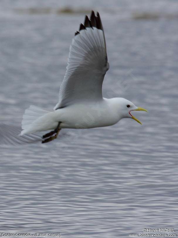 Common Gulladult breeding