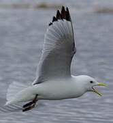 Common Gull