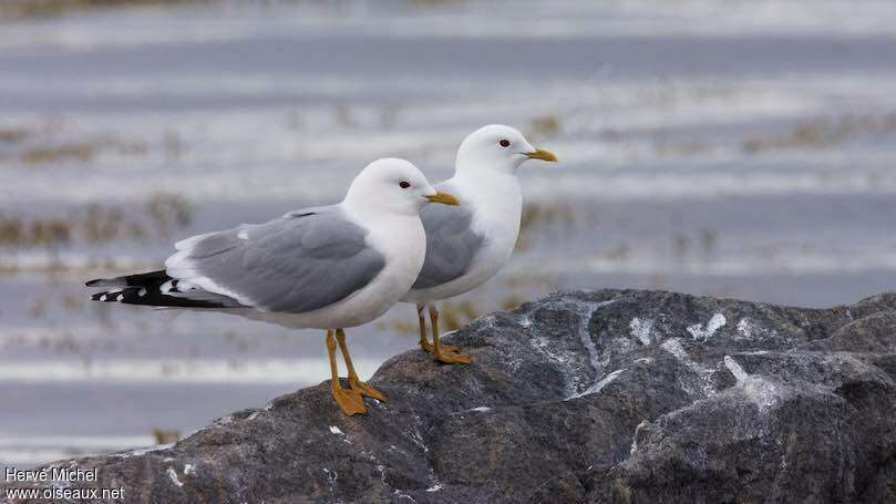 Common Gulladult breeding