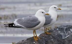 Common Gull