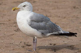 American Herring Gull