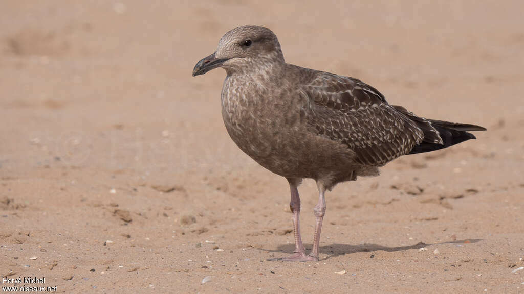 Goéland d'Amériqueimmature, identification