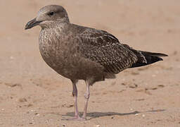 American Herring Gull