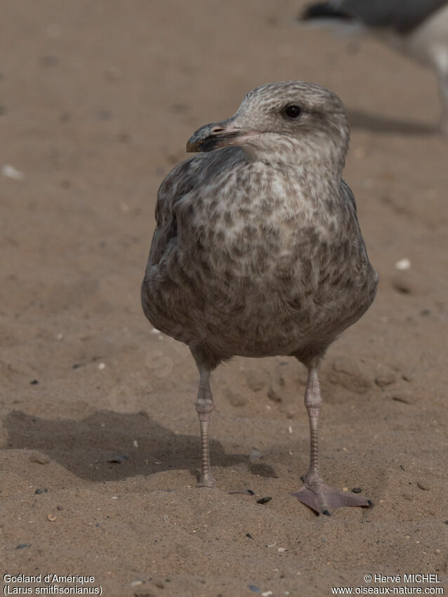 American Herring Gulljuvenile