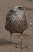 American Herring Gull