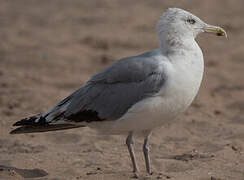 American Herring Gull