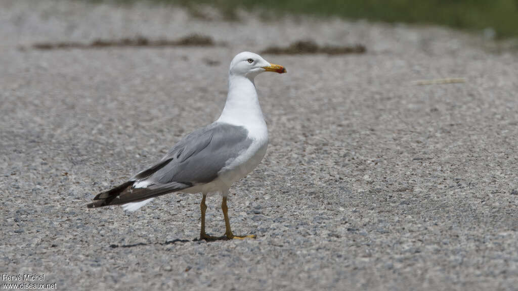 Goéland d'Arménieadulte nuptial, identification