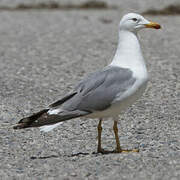 Armenian Gull