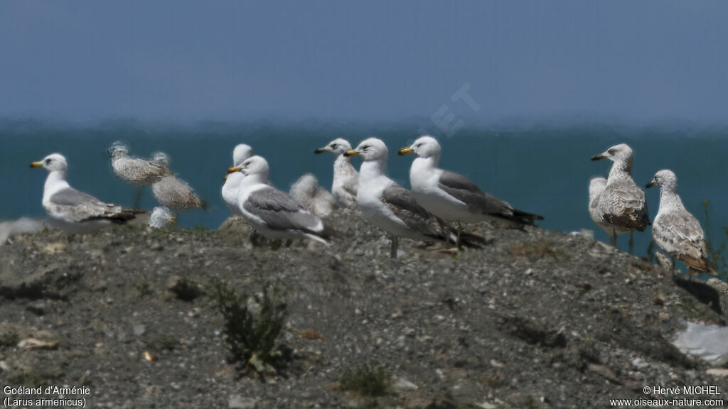 Armenian Gull