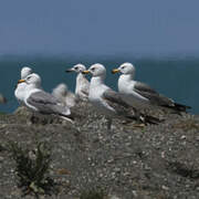 Armenian Gull