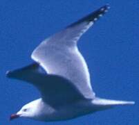 Audouin's Gull