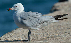 Audouin's Gull