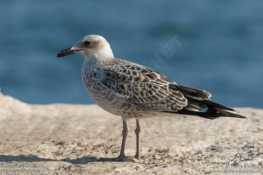 Audouin's Gulljuvenile