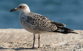 Audouin's Gull