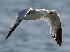 Audouin's Gull