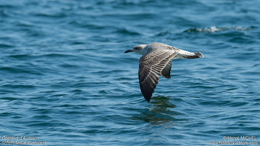 Audouin's Gulljuvenile