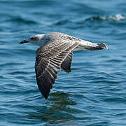 Audouin's Gull