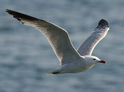 Audouin's Gull