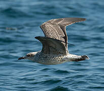 Audouin's Gull