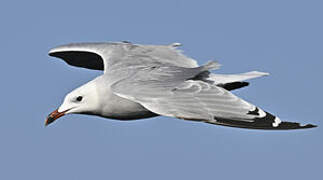 Audouin's Gull