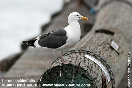 Western Gulladult breeding