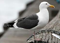 Western Gull