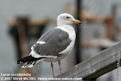 Goéland d'Audubonsubadulte