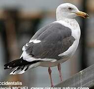 Western Gull