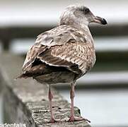 Western Gull