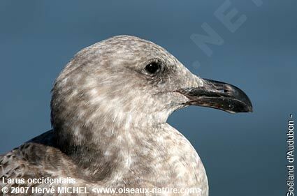 Goéland d'Audubon1ère année