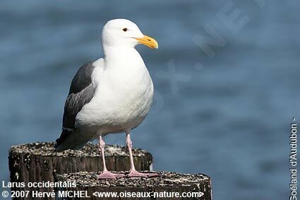 Western Gulladult breeding