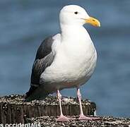 Western Gull