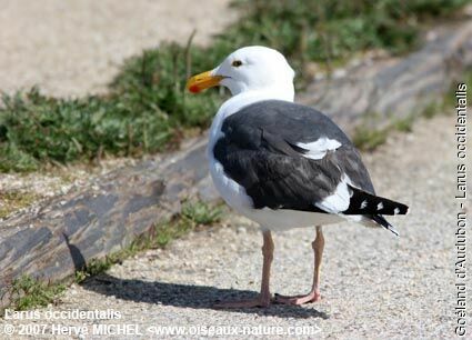 Western Gulladult breeding