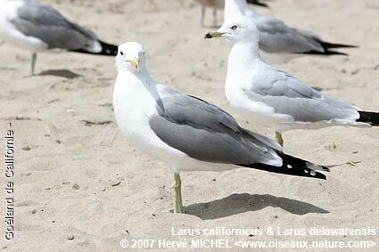 Goéland de Californieadulte nuptial