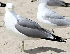 California Gull