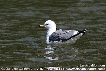 California Gulladult breeding