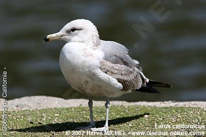 California Gullimmature